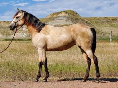 Sagebrush Drift JW <BR> AQHA 6095862